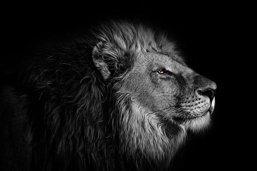 Pintura sobre el número propio de la foto en blanco y negro