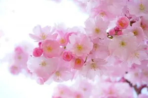 Pintura sobre flores de números