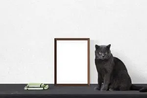 pintarpornumerostienda