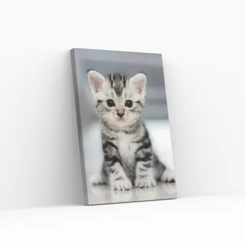 Pintar por Números - Gatito gris