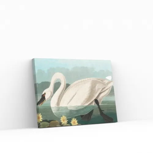 Pintar por Números - Cisne americano