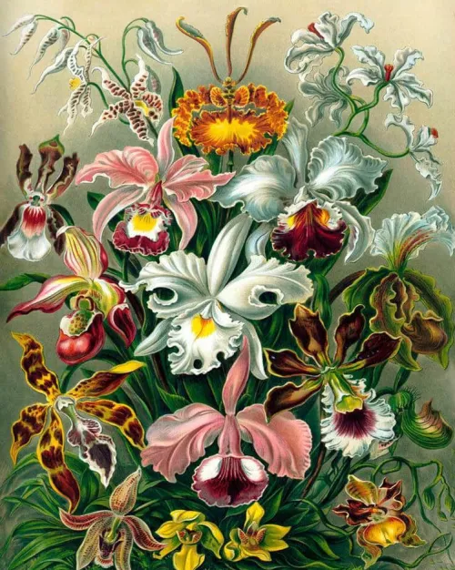 Pintar por Números - Orquídea