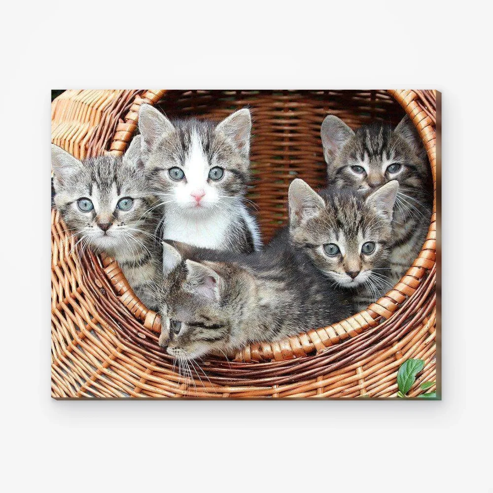 Pintar por Números - 5 gatitos en cesta de mimbre
