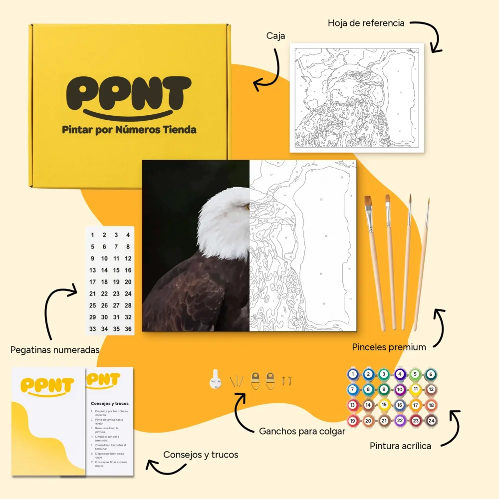 Pintar por Números - Cabeza de águila calva