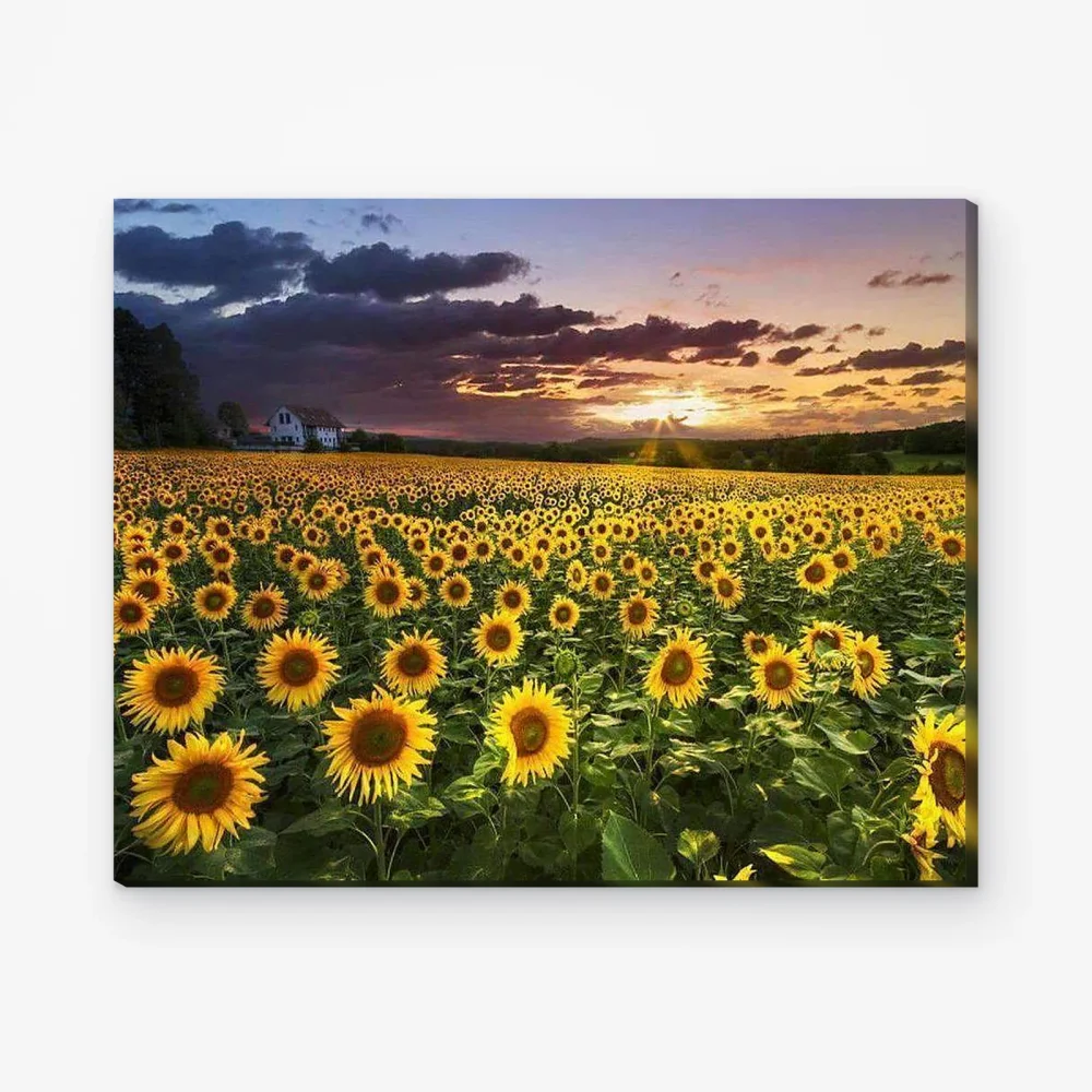 Pintar por Números - Campo de girasoles