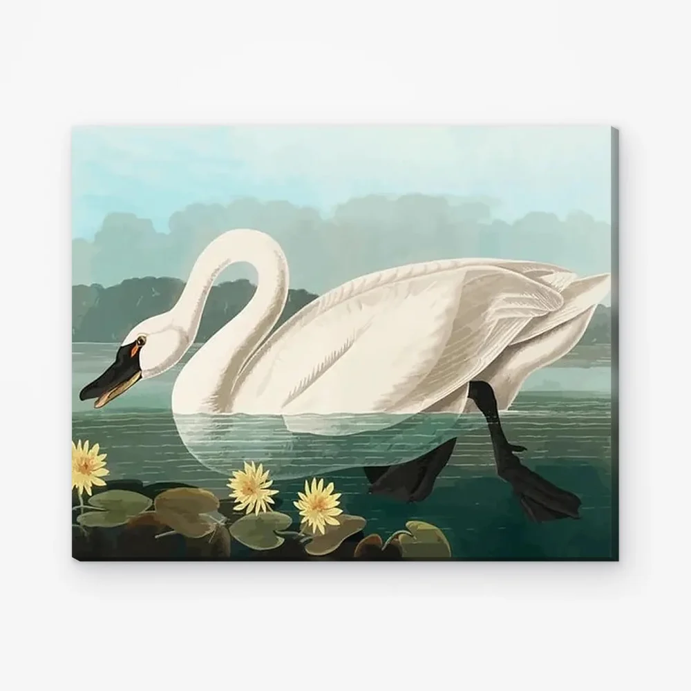 Pintar por Números - Cisne americano