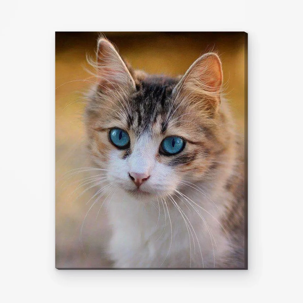 Pintar por Números - Gatito con ojos azules