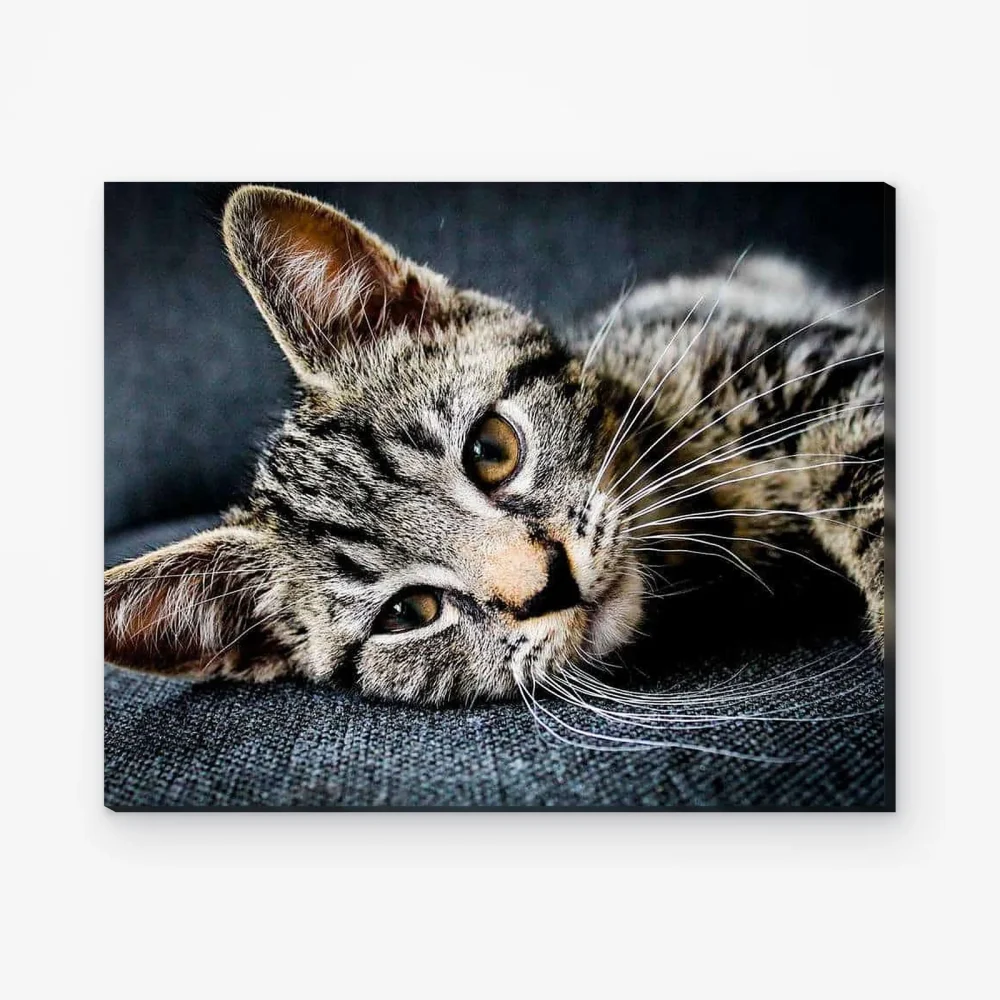 Pintar por Números - Gatito dormilón en el sofá