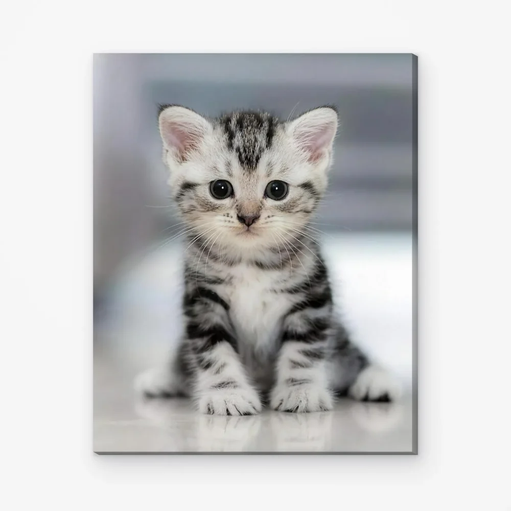 Pintar por Números - Gatito gris