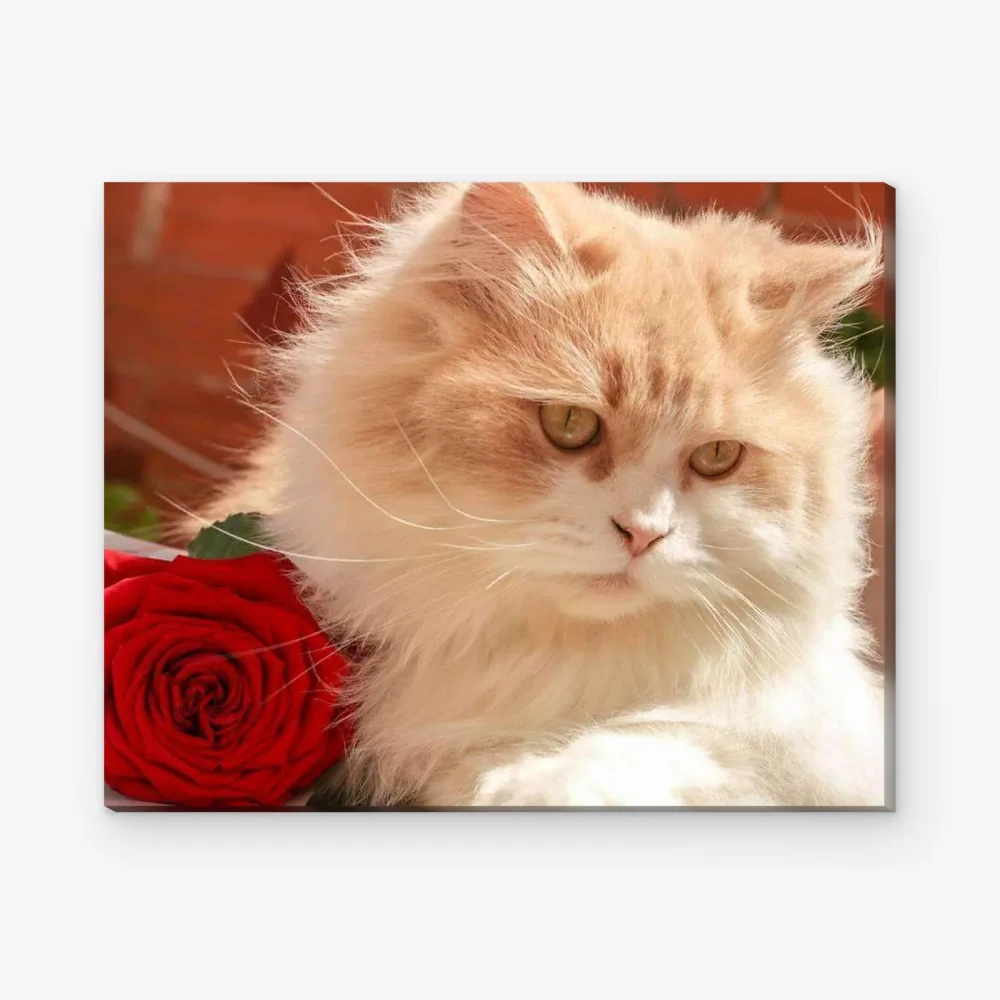 Pintar por Números - Gato blanco con rosa