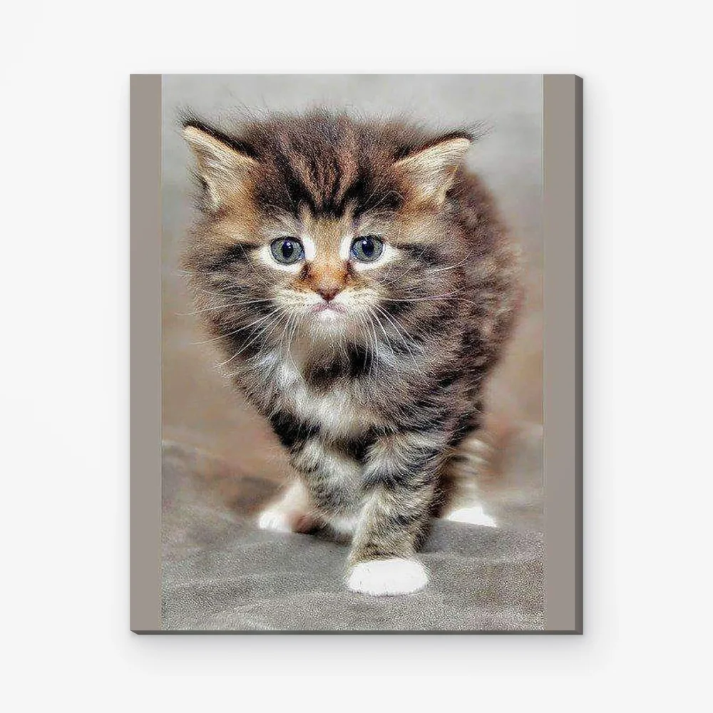 Pintar por Números - Gato tímido