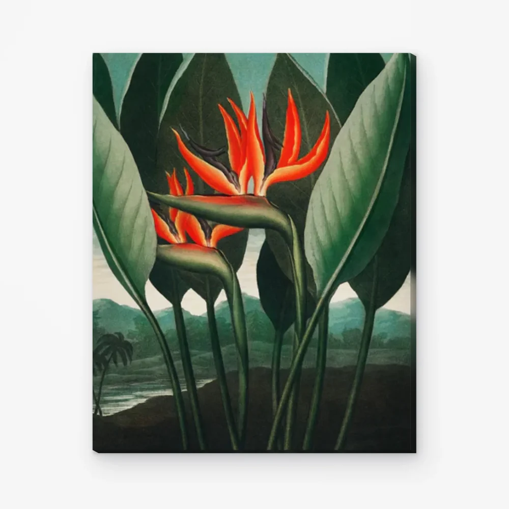 Pintar por Números - La planta reina