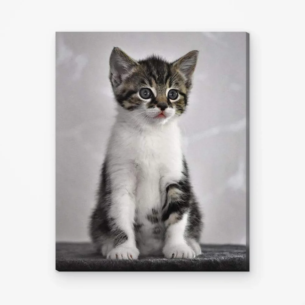 Pintar por Números - Lindo gatito