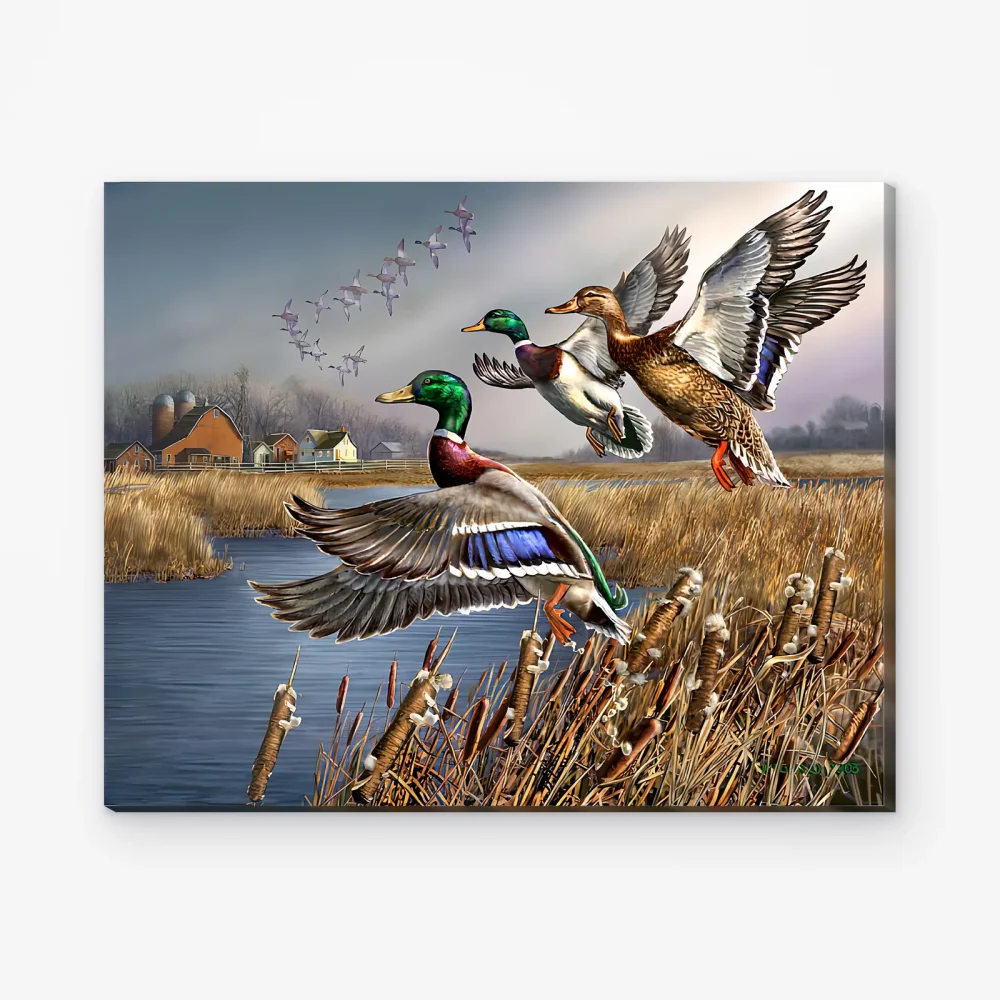 Pintar por Números - Outback Mallards