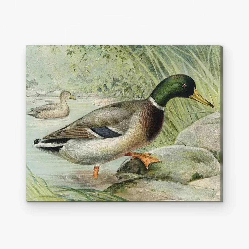 Pintar por Números - Pato silvestre