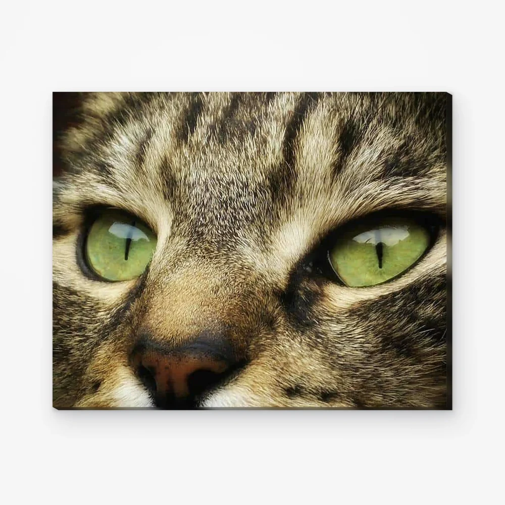 Pintar por Números - Primer plano de un gato