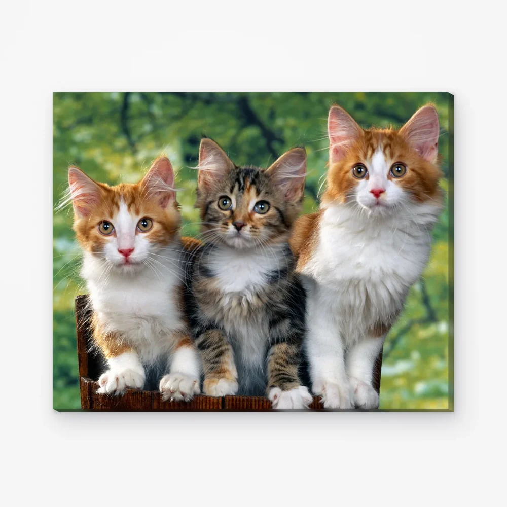 Pintar por Números - Tres gatos
