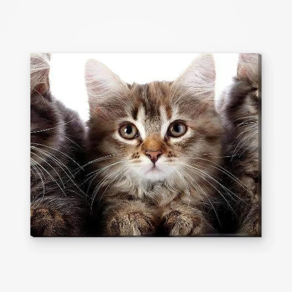 Pintar por Números - Tres gatos seguidos