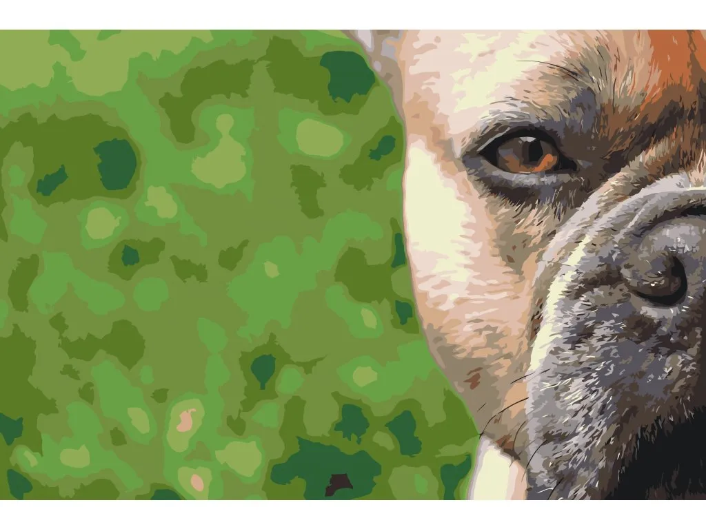 Pintar por Números - Bulldog francés