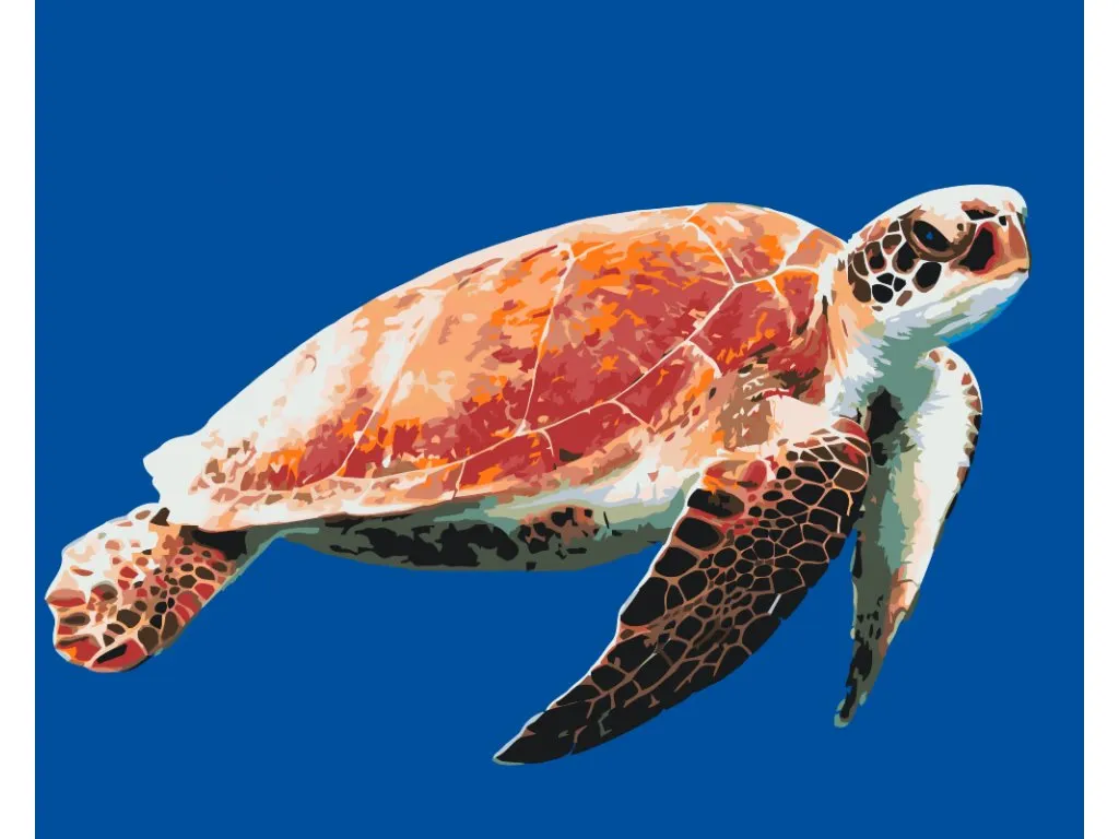 Pintar por Números - Tortuga marina