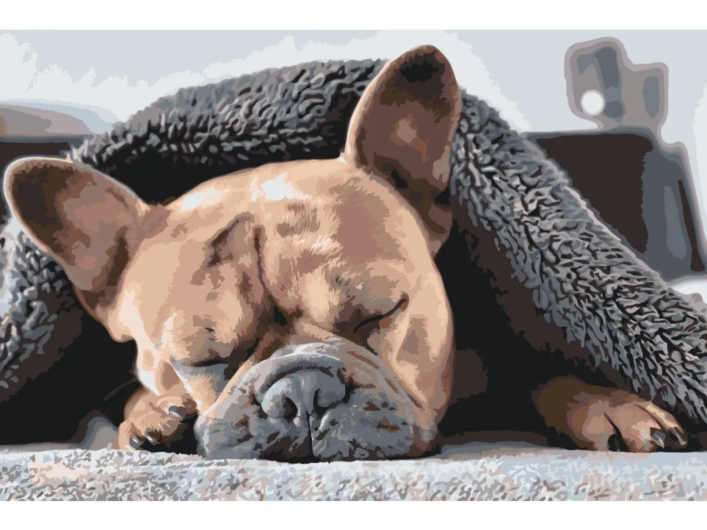 Pintar por Números - Bulldog cansado