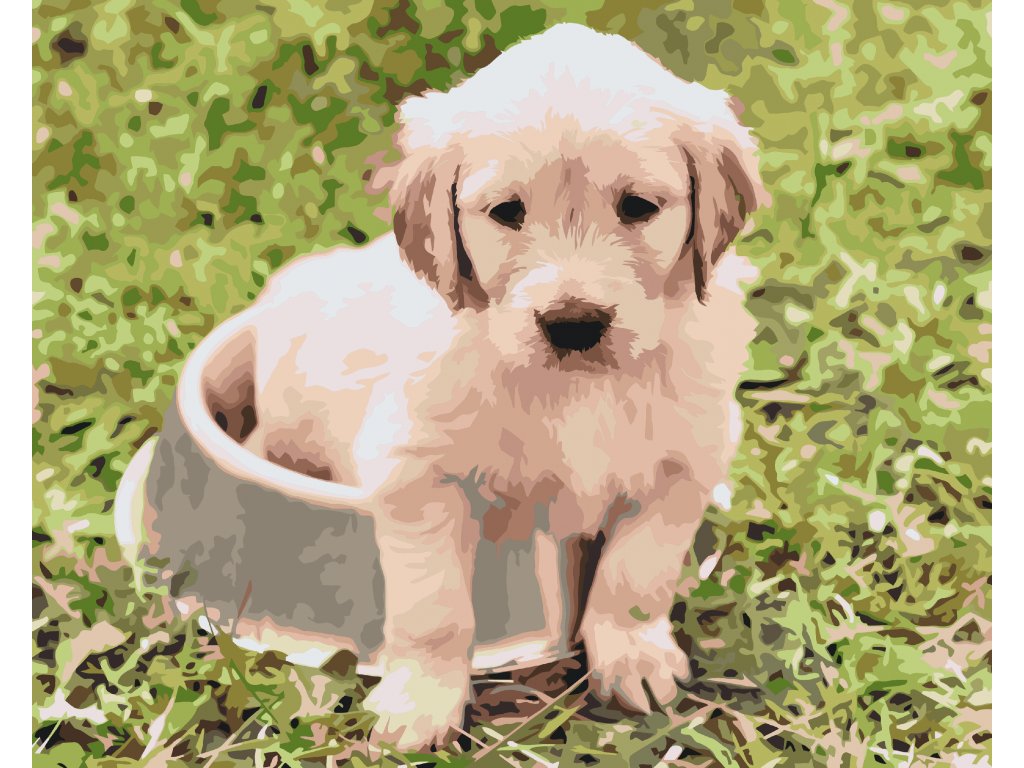 Pintar por Números - Labrador en un cuenco