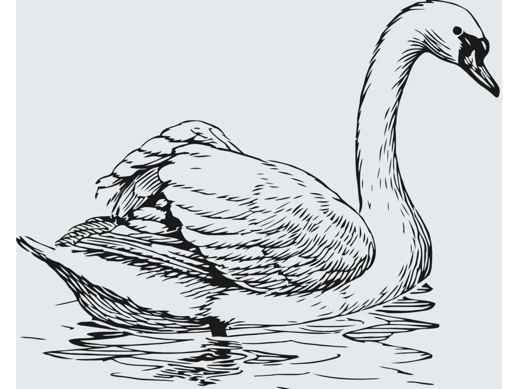 Pintar por Números - Cisne en el lago