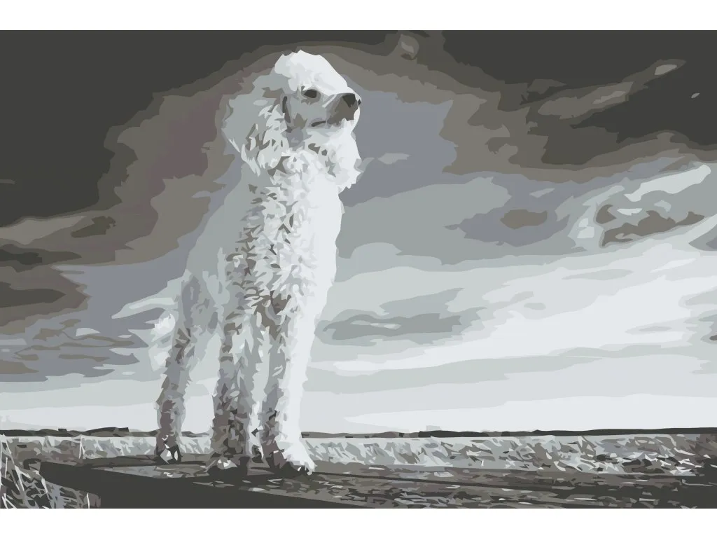 Pintar por Números - Caniche