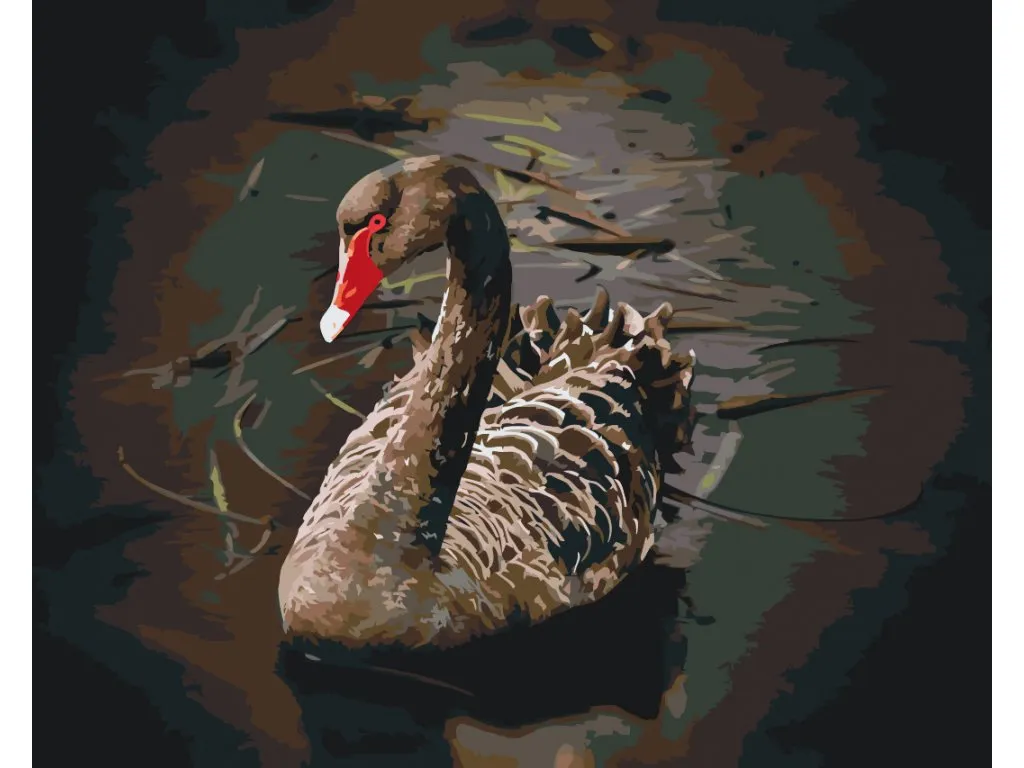 Pintar por Números - Cisne negro