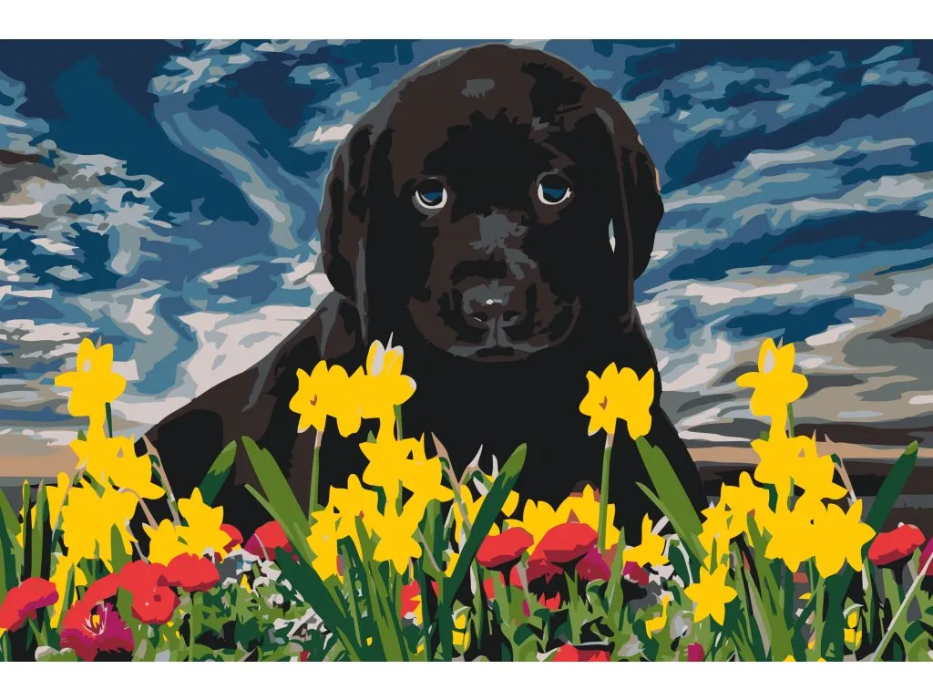 Pintar por Números - Labrador puppy