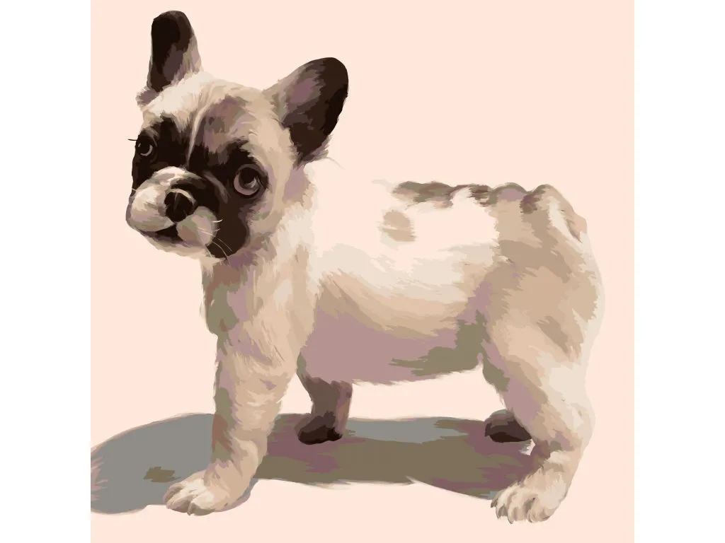 Pintar por Números - Bulldog francés