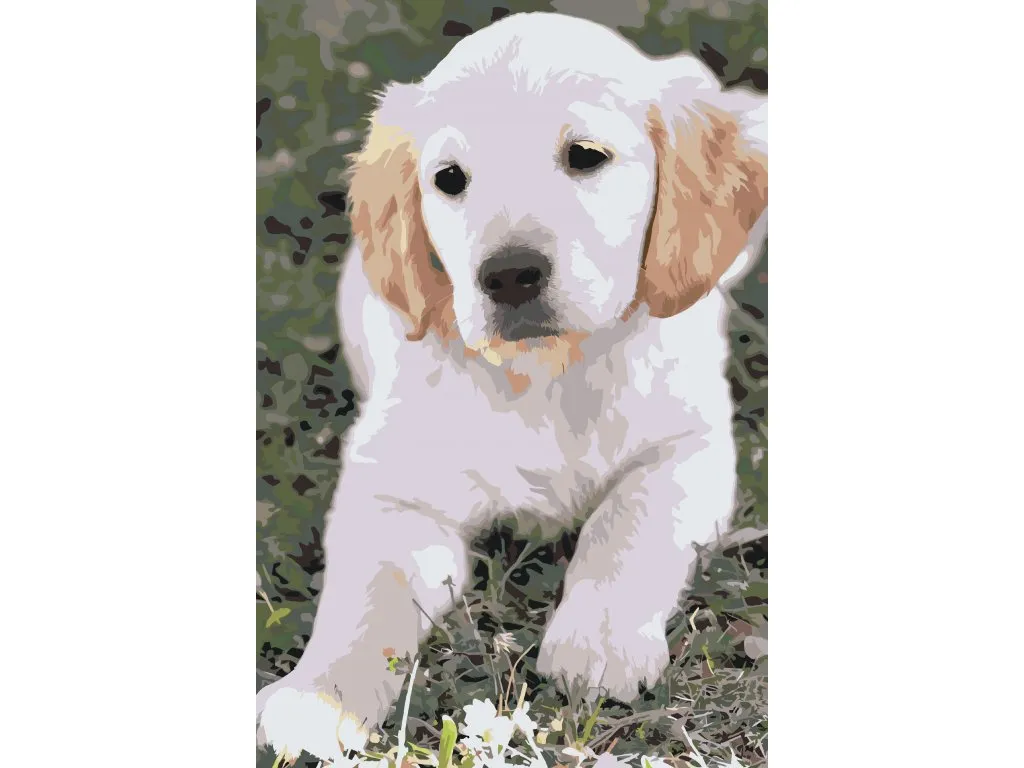 Pintar por Números - Cachorro de labrador