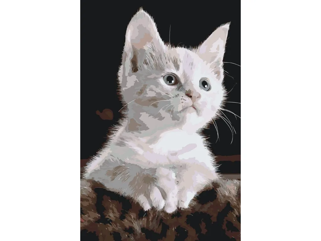 Pintar por Números - Gato blanco