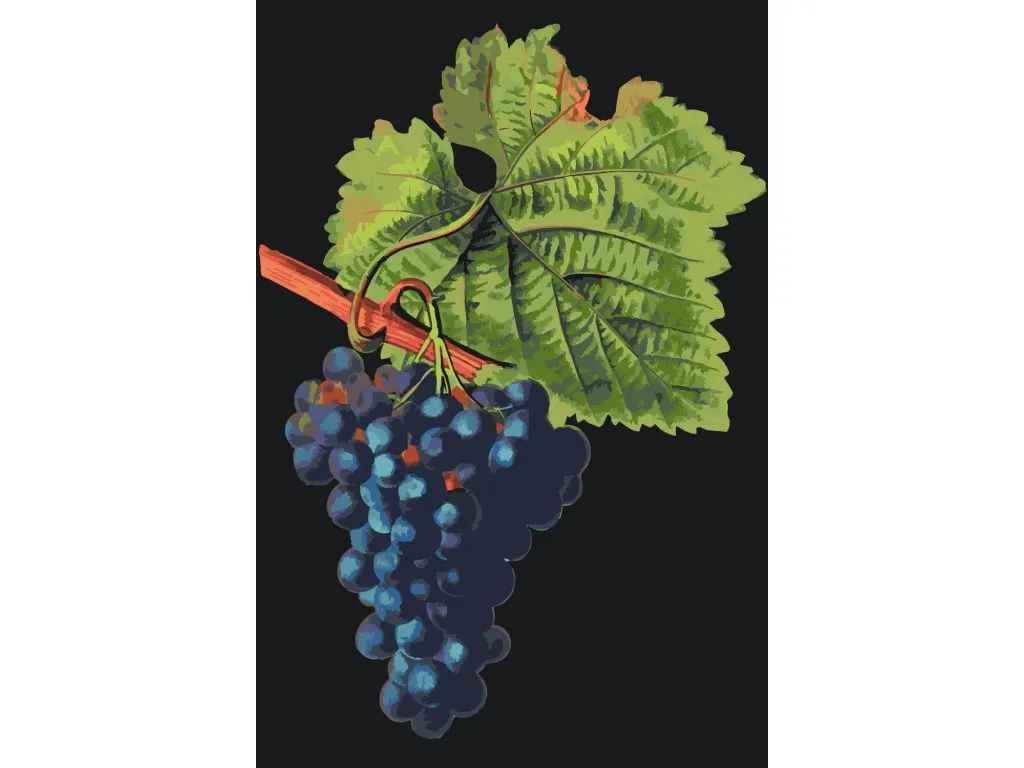 Pintar por Números - Uvas de vendimia