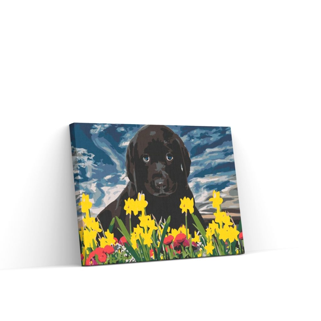 Pintar por Números - Labrador puppy