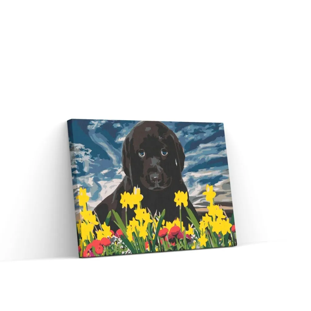 Pintar por Números - Labrador puppy
