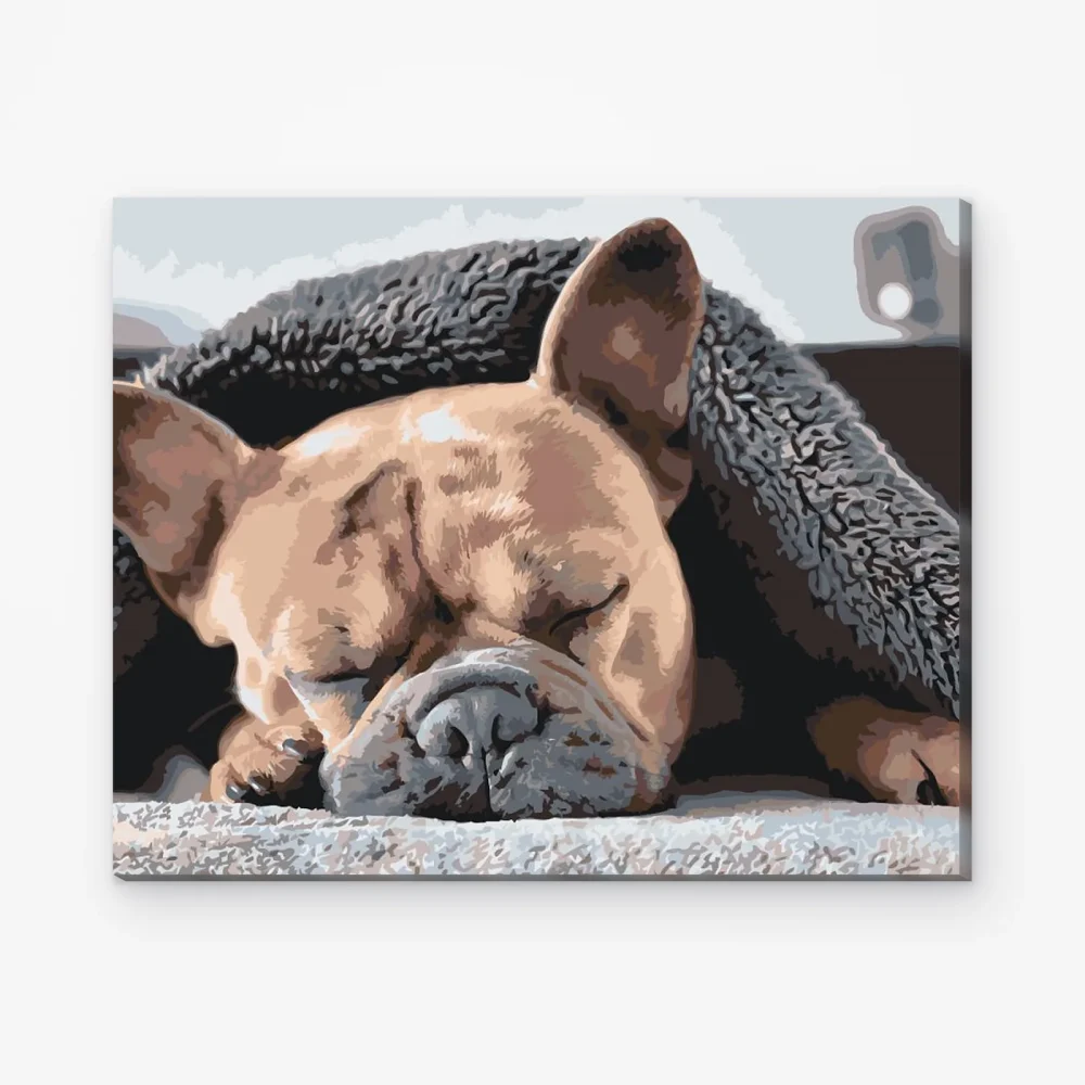 Pintar por Números - Bulldog cansado