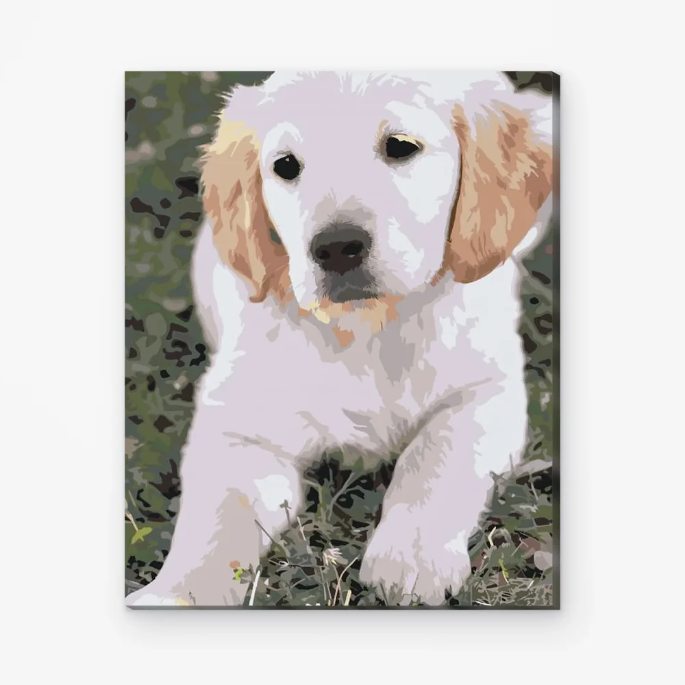 Pintar por Números - Cachorro de labrador