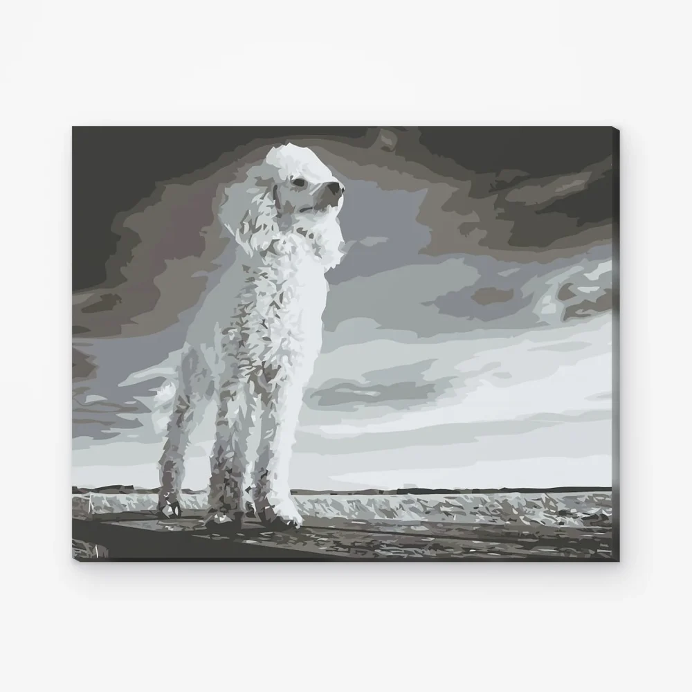 Pintar por Números - Caniche