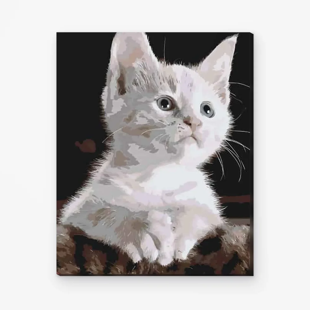 Pintar por Números - Gato blanco