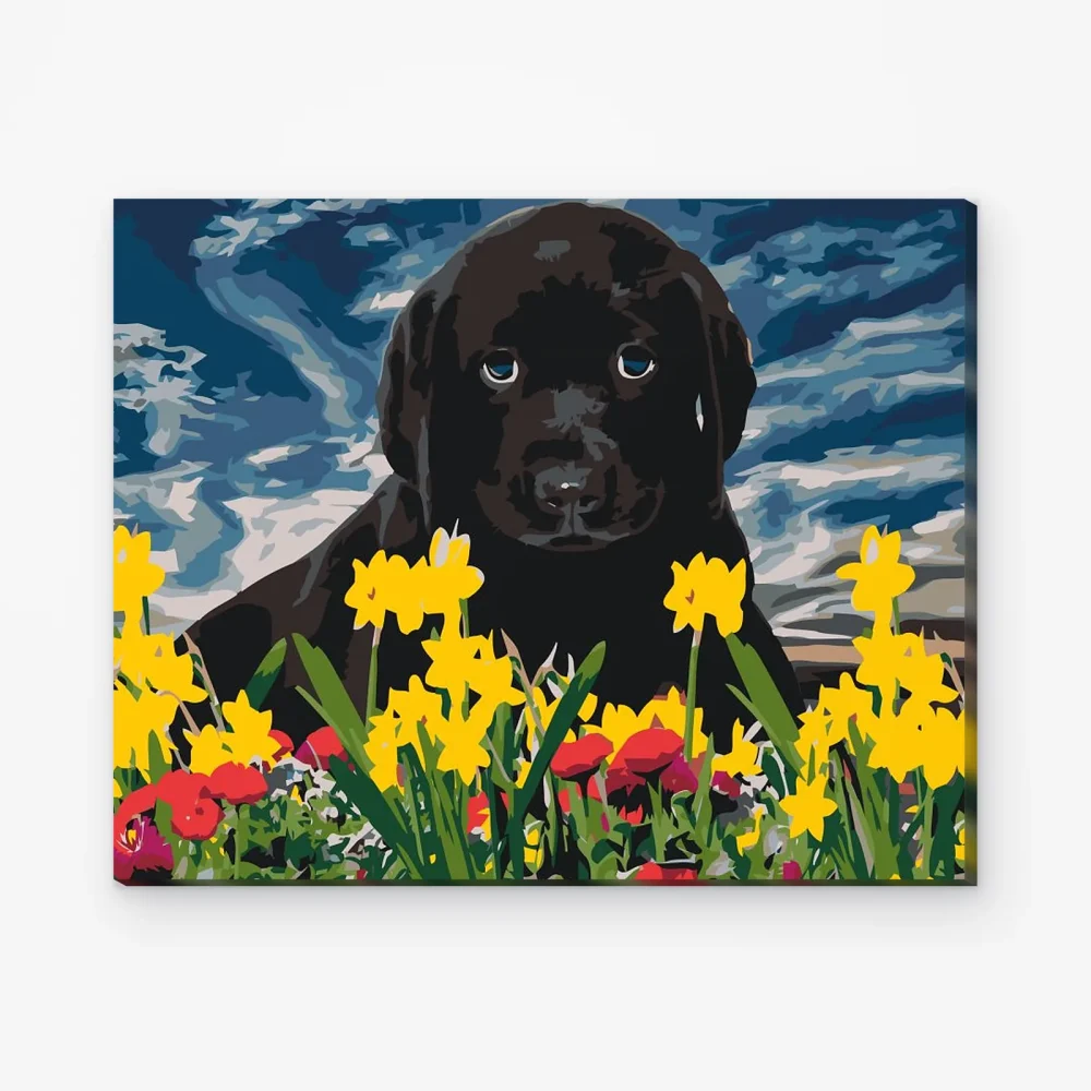 Pintar por Números - Labrador puppy