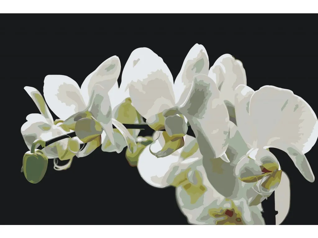 Pintar por Números - Orquídea blanca 2