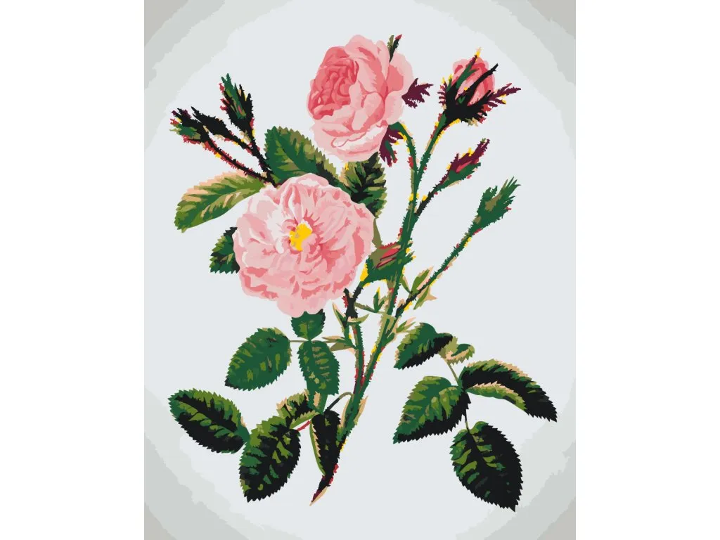 Pintar por Números - Rosas rosas silvestres
