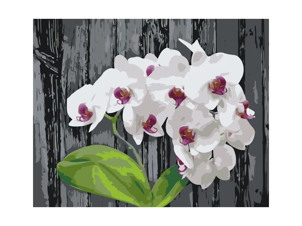 Pintar por Números - Orquídea blanca