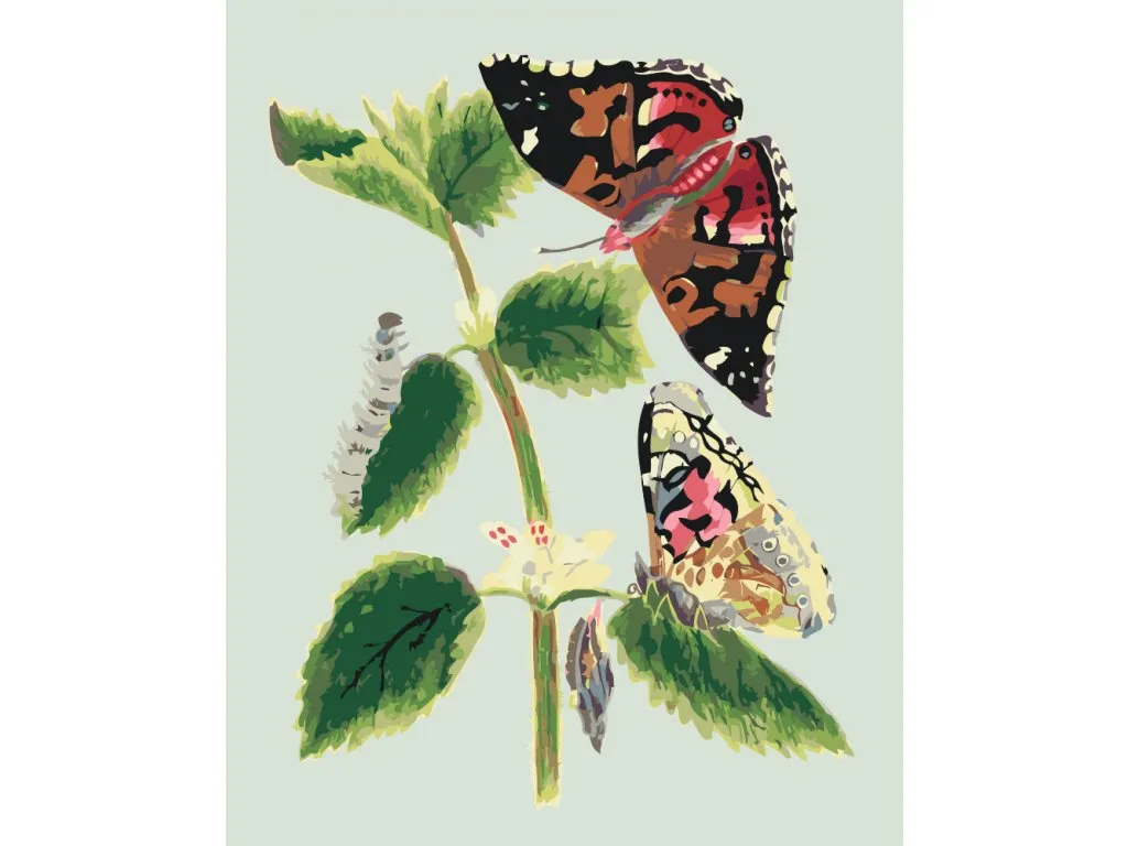 Pintar por Números - intage mariposas I