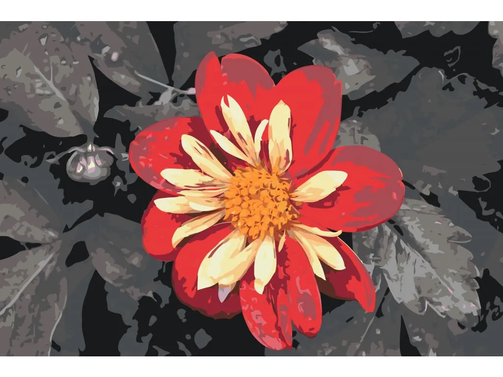 Pintar por Números - Flor roja