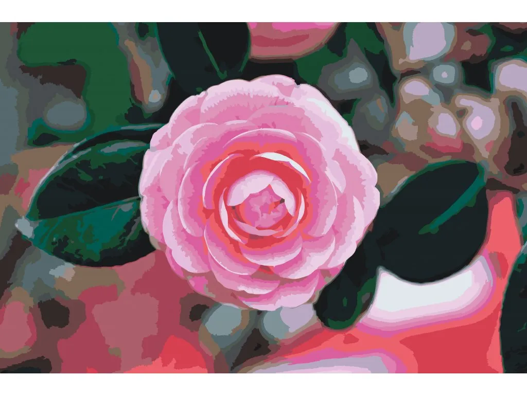 Pintar por Números - Camelia rosa