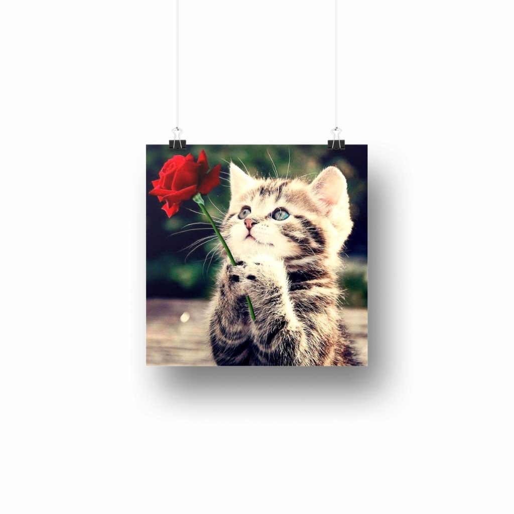 Pintar por Números - Gatito con rosa