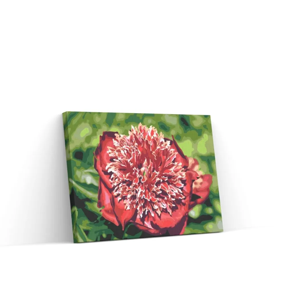Pintar por Números - Peonía - belleza tierna