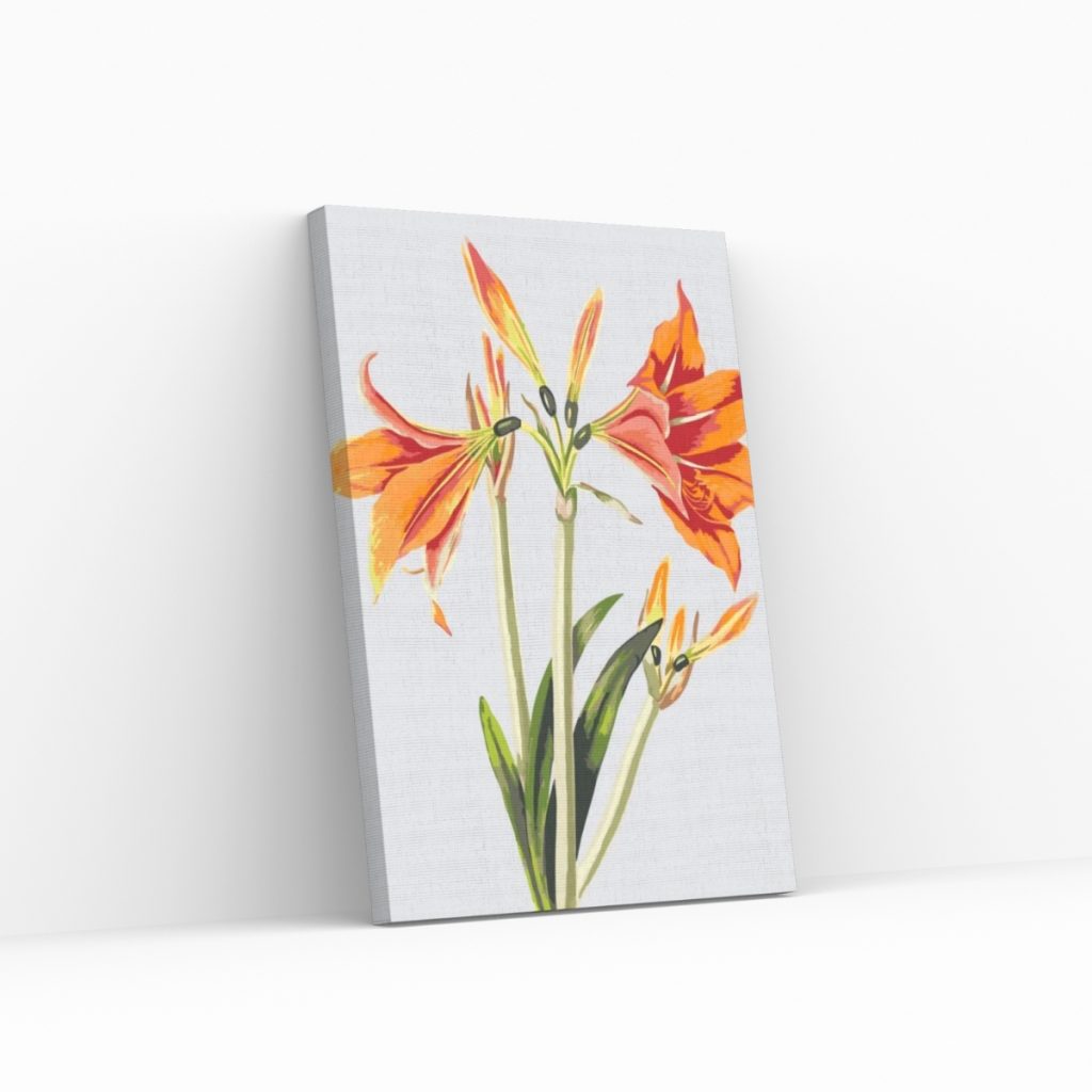 Pintar por Números - Lirio vintage